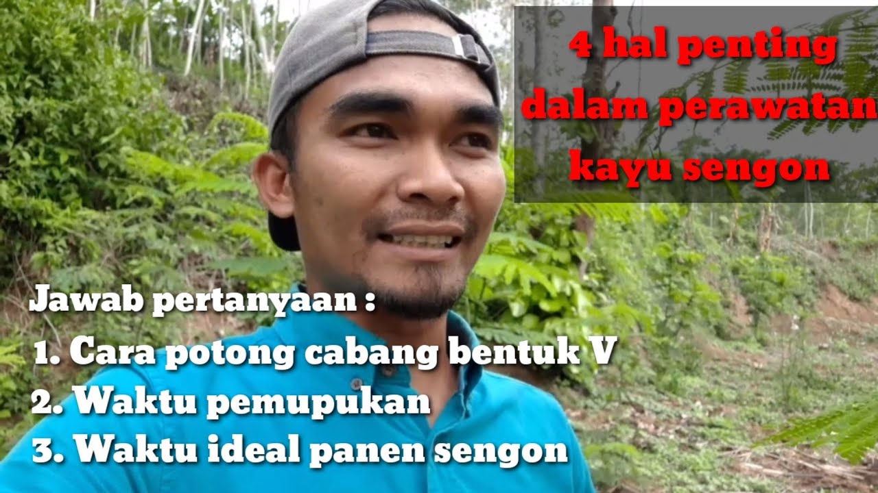 Cara perawatan tunas kayu sengon agar tidak mudah roboh dan cepat besar
