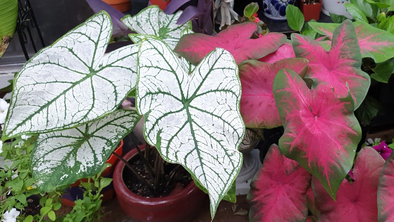 Así es Como Cuido Mis Caladium, Corazón Jesus,Paleta de Pintor, Oreja de Elefante #jardineria