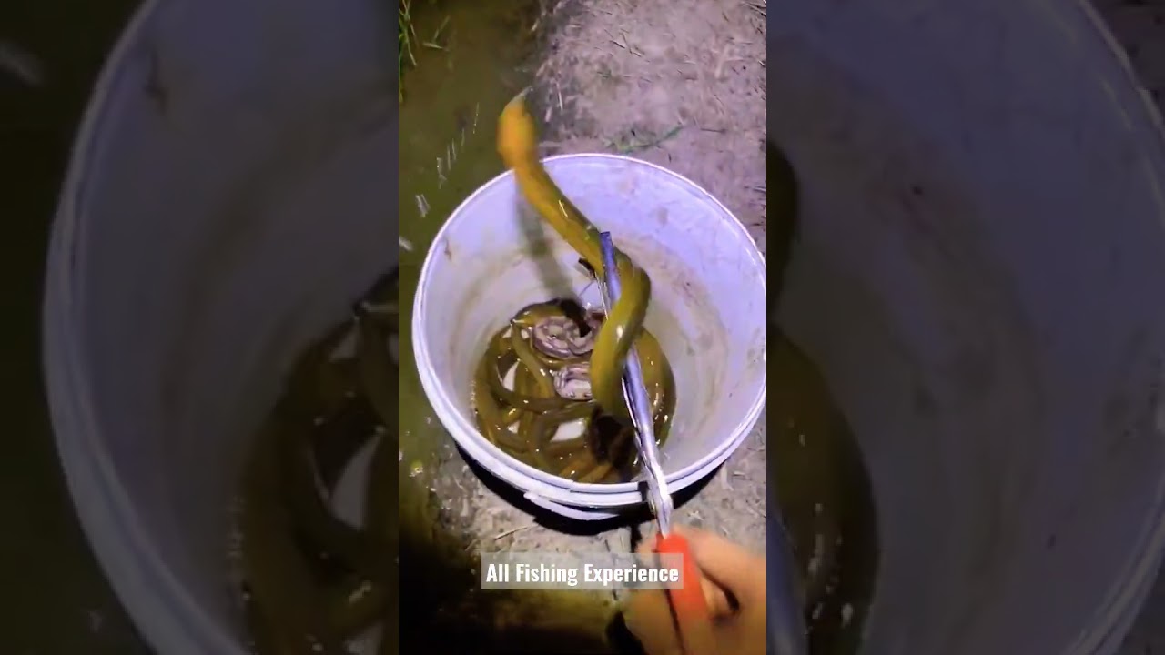 Snake fish catching videos,Village fishing videos, Fishing video🐍🎣#fishingvideo#viral#youtubeshorts