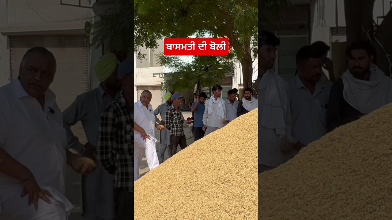Basmati rice Boli Faridkot #faridkot #shortsfeed #farming #viral #basmatirice #basmati #mandibhav