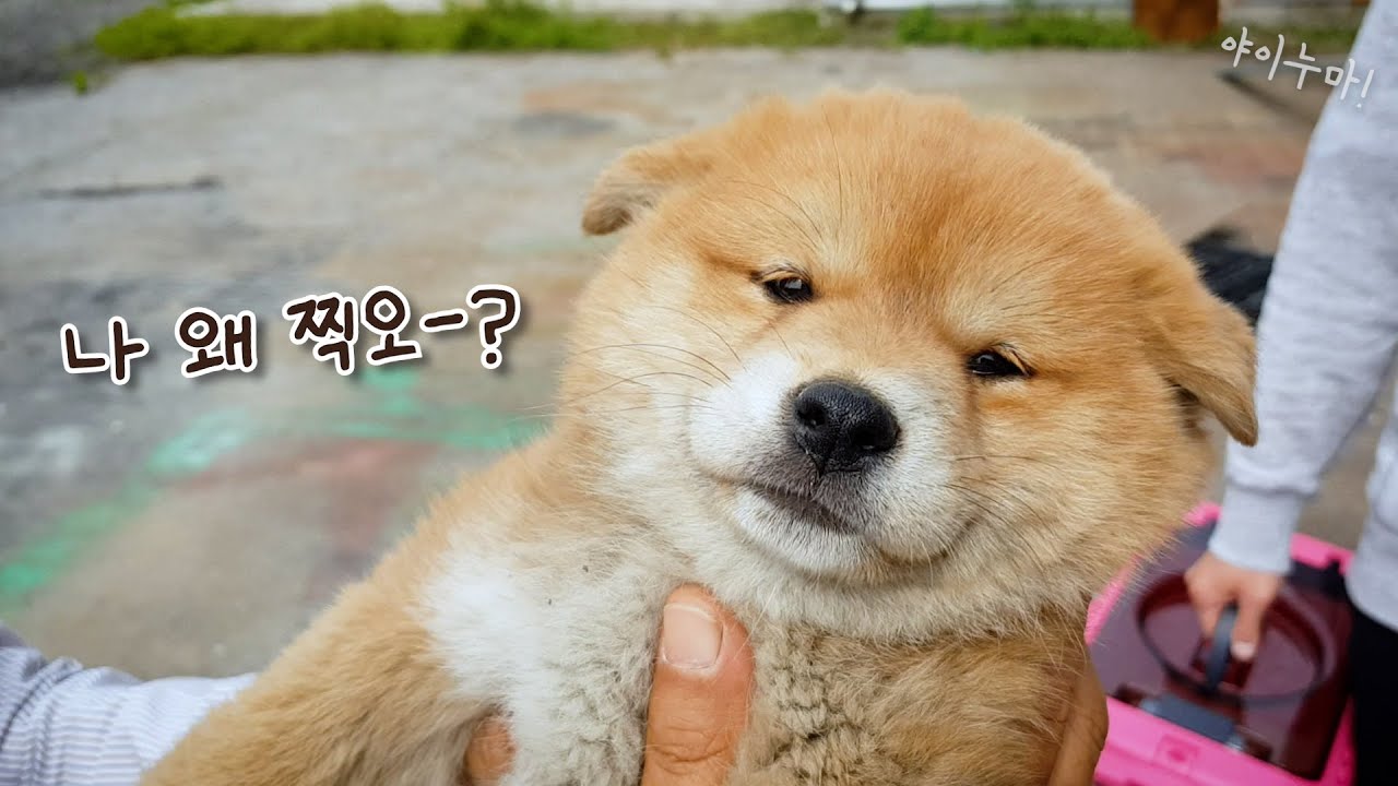 아기강아지 시바견 입양했어요! 우리의 첫만남 / 쭈글주의ㅋㅋ