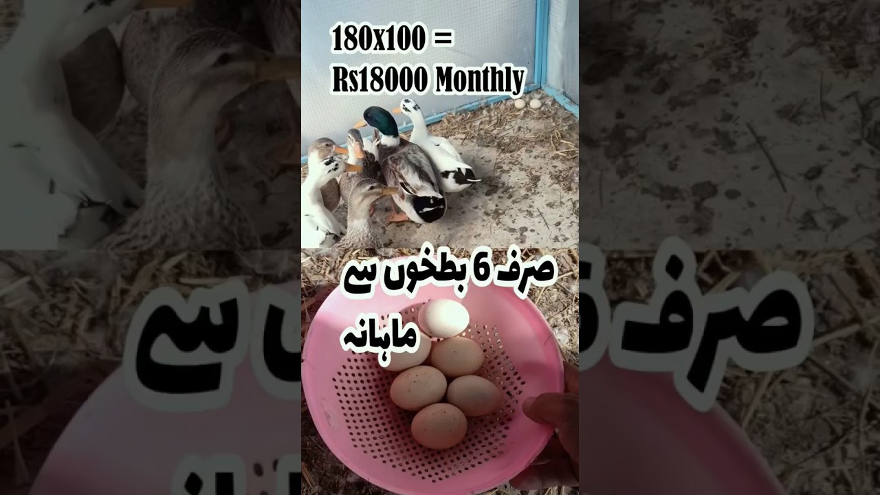 Ducks farming guide in pakistan 2024 | ducks farming profit and loss #farming #duck @AsianLab