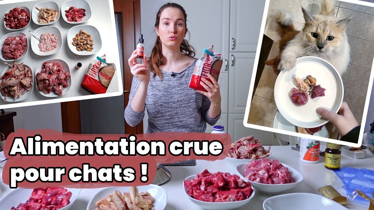 Je prépare l’alimentation crue de mes chats en 1 heure ! | Raw Feeding | BARF | Prey Model