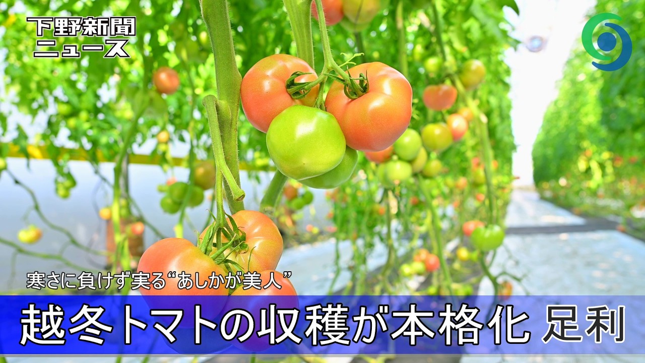 越冬トマトの収穫が本格化　足利