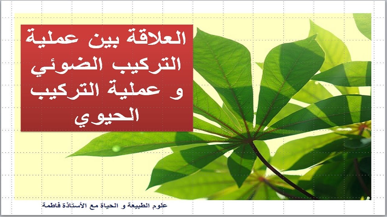 أولى علوم// العلاقة بين عملية التركيب الضوئي و عملية التركيب الحيوي