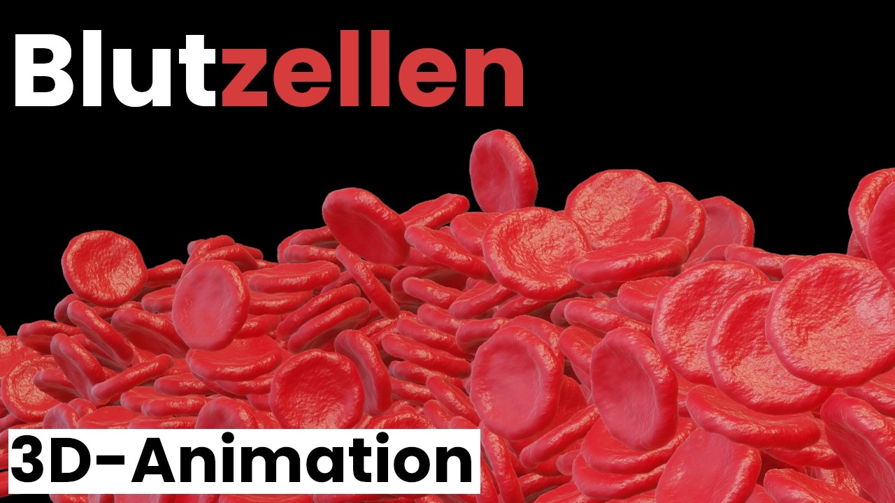 Blut erklärt: So entsteht es in deinem Körper | Animation