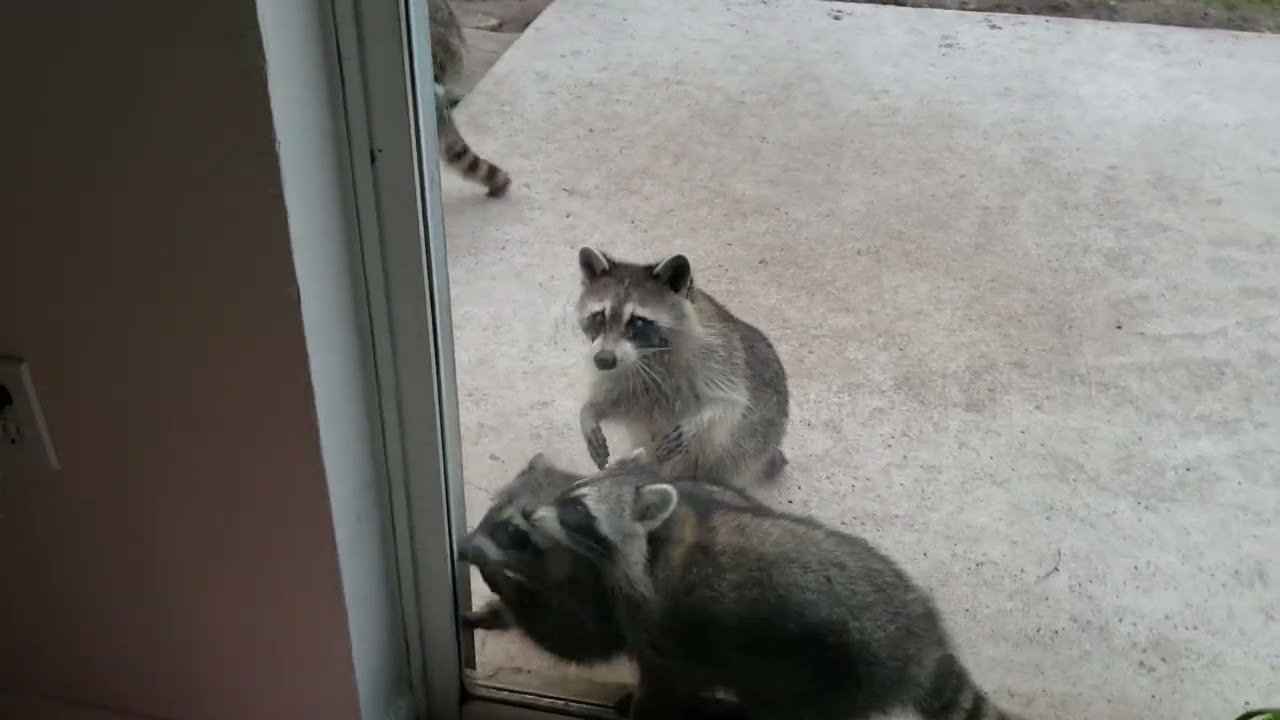 Today's chaos #raccoon #funny #fyp 