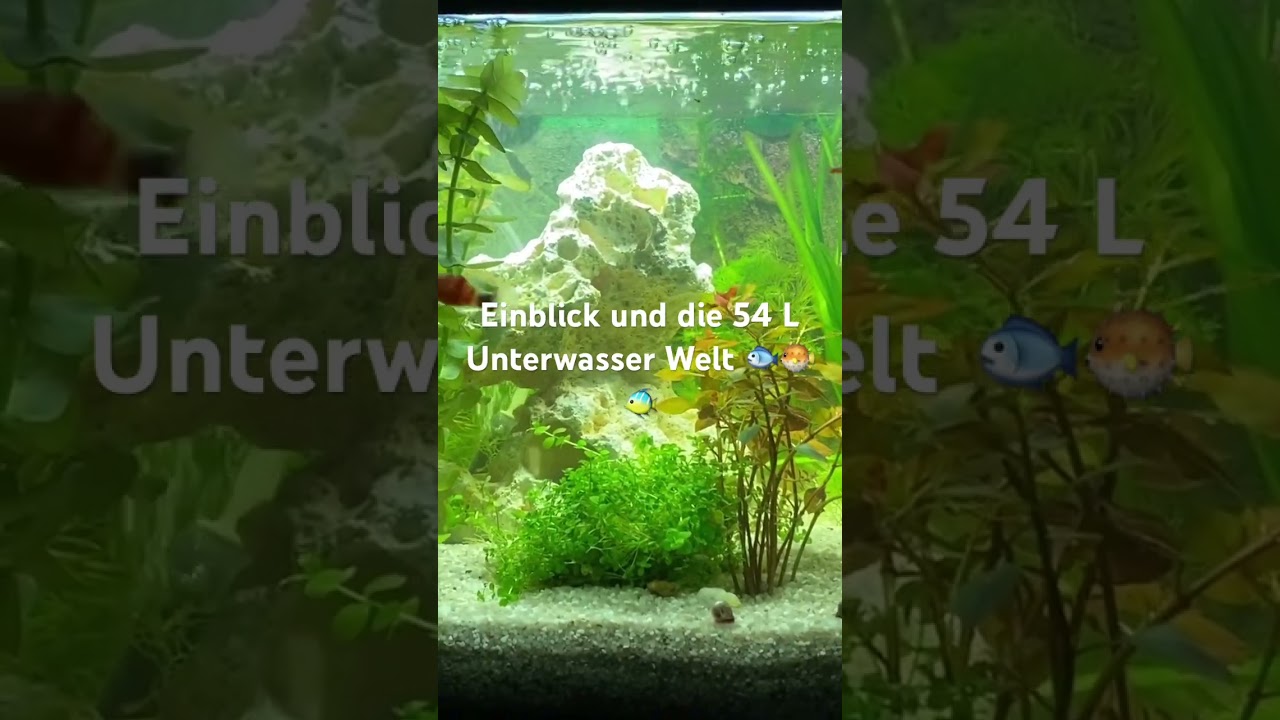 Einblick in die 54 Liter Unterwasser Welt