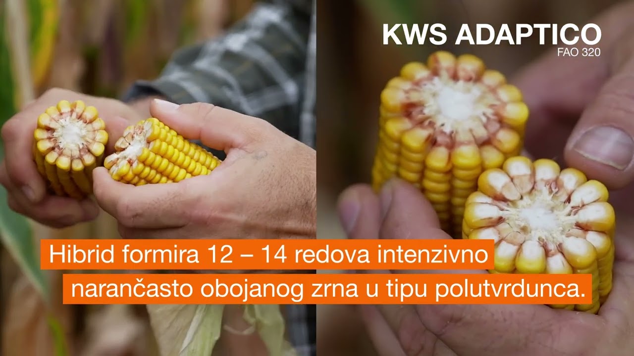 NOVITET 2026. - KWS ADAPTICO #kws #more #više #očekujteviše #kukuruz