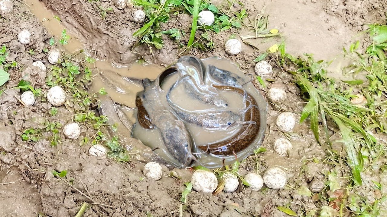 Amazing Fishing. Catching Eels and Catfish with eggs.