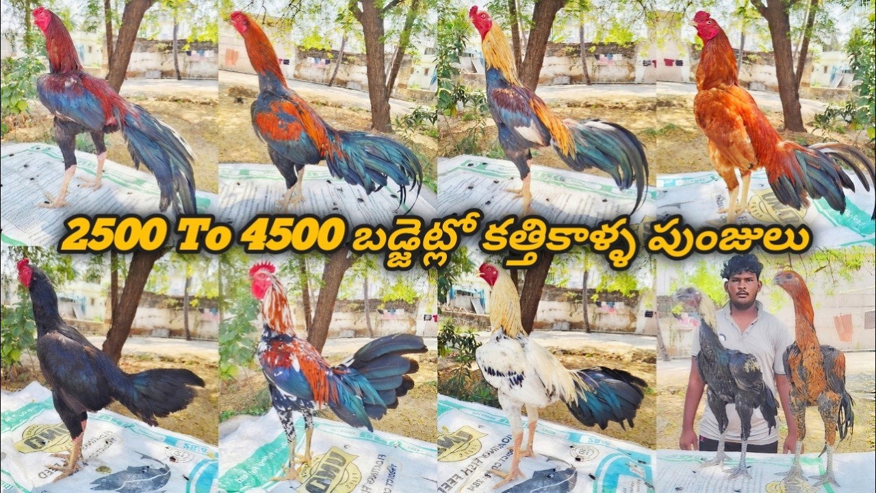 2500 To 4500 బడ్జెట్లో కత్తికాళ్ళ పుంజులు  : 6304176257