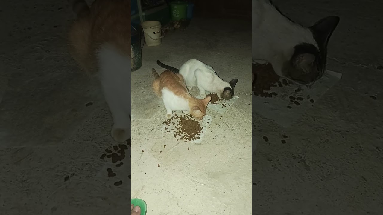 VID_20260218_050045 waking up early in the morning and feeding my Tony and Lion delicious breakfast.