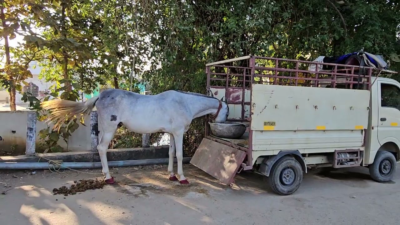 Horse 🐎 🐴 🎠 #mbbs Zzz