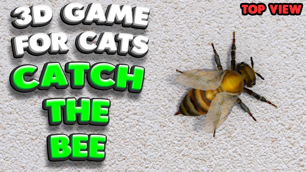 3D game for cats | CATCH THE BEE (top view) | 4K, 60 fps, stereo sound