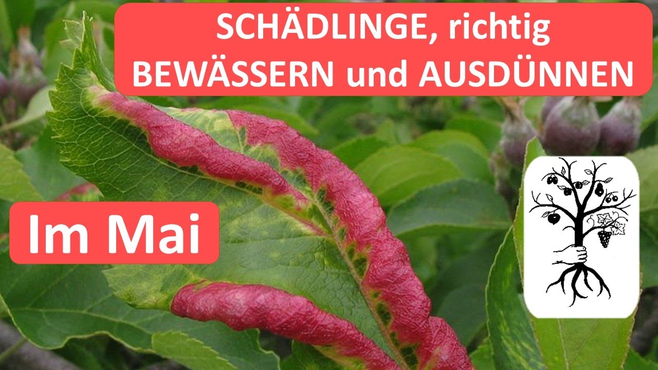 Obstgarten im Mai - was gibt's zu tun? Richtig bewässern, ausdünnen + häufige Schädlinge