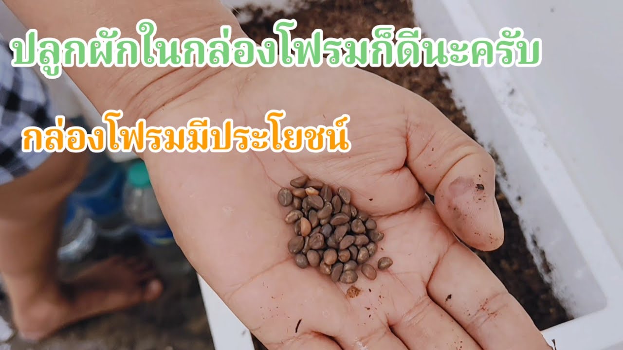 ปลูกผักในกล่องโฟรมง่าย