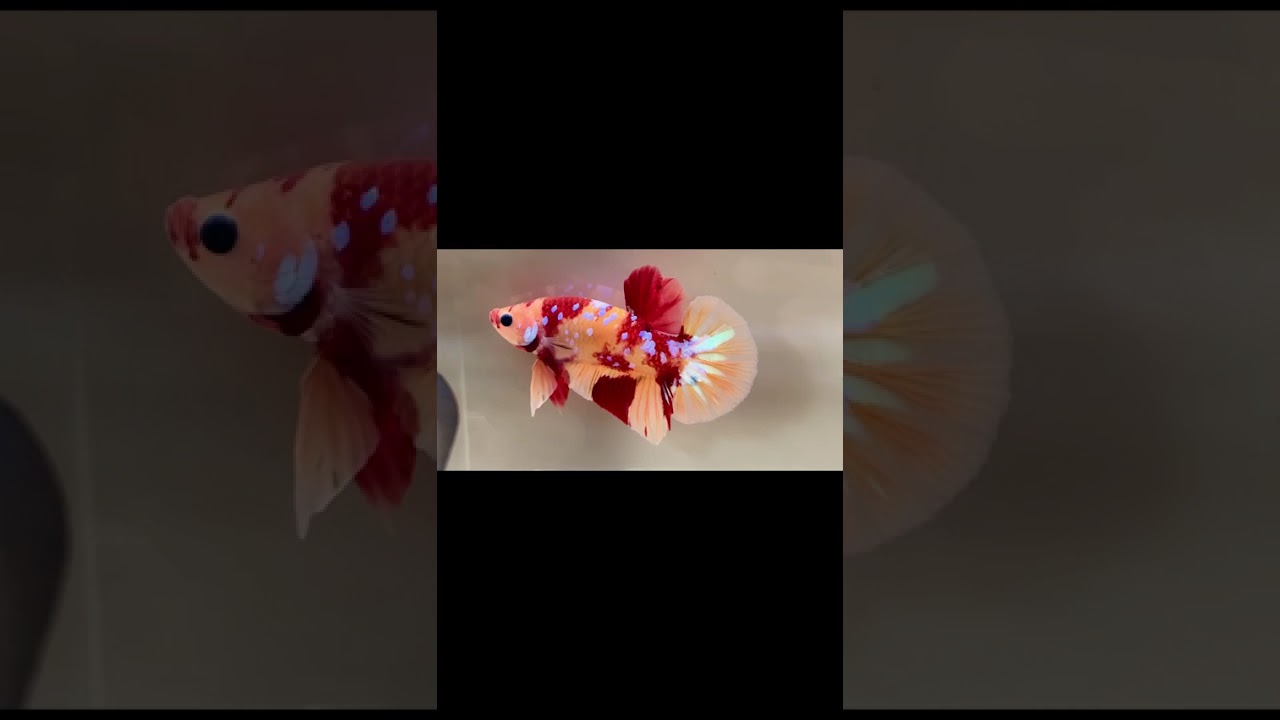 The Most Stunning Betta Fish You've Ever Seen #bettafish #bettafishfight #betta #fish