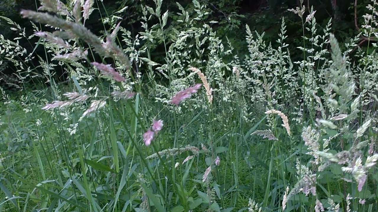Agrostis capillaris