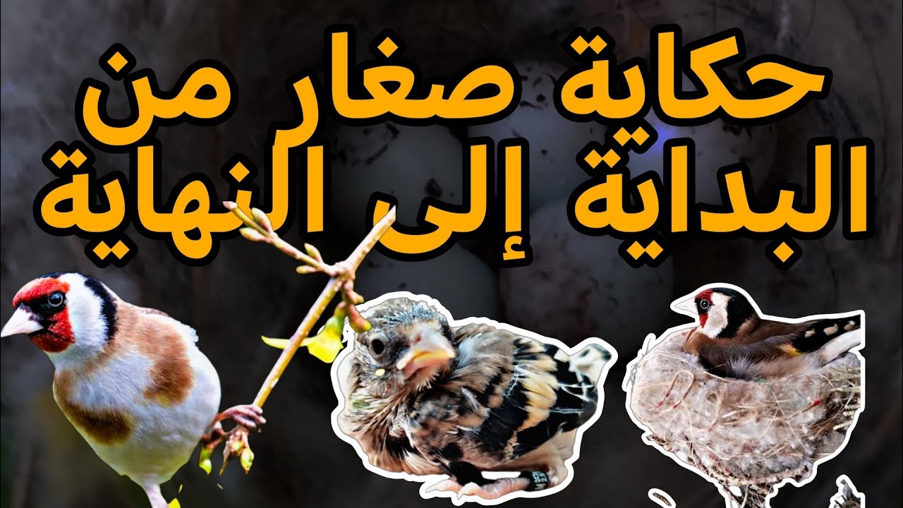 حكاية صغار مرحلة بمرحلة منذ أول بيضة حتى القفز من العش
