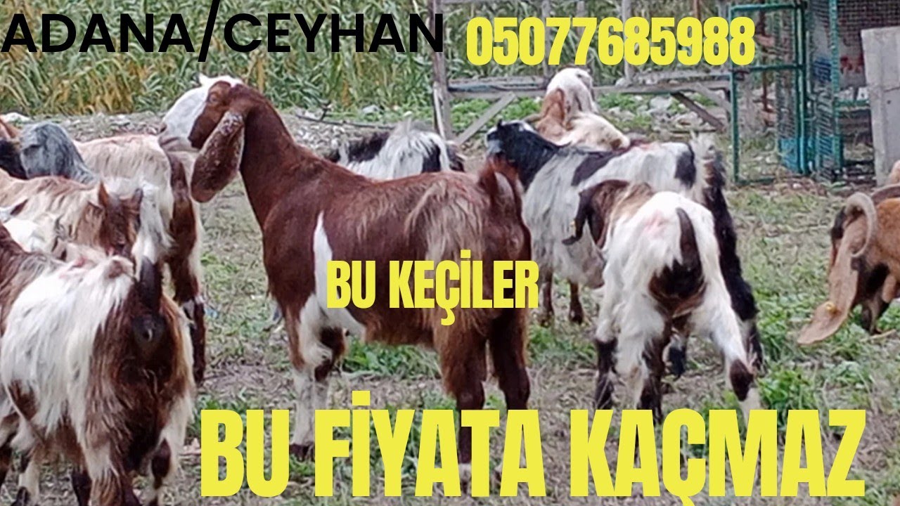 BU KALİTE BU FİYATA KAÇMAZ 05077685988    ADANA/CEYHAN 32 ADET TANE 6.500₺ #halepkeçisi #sütkeçisi