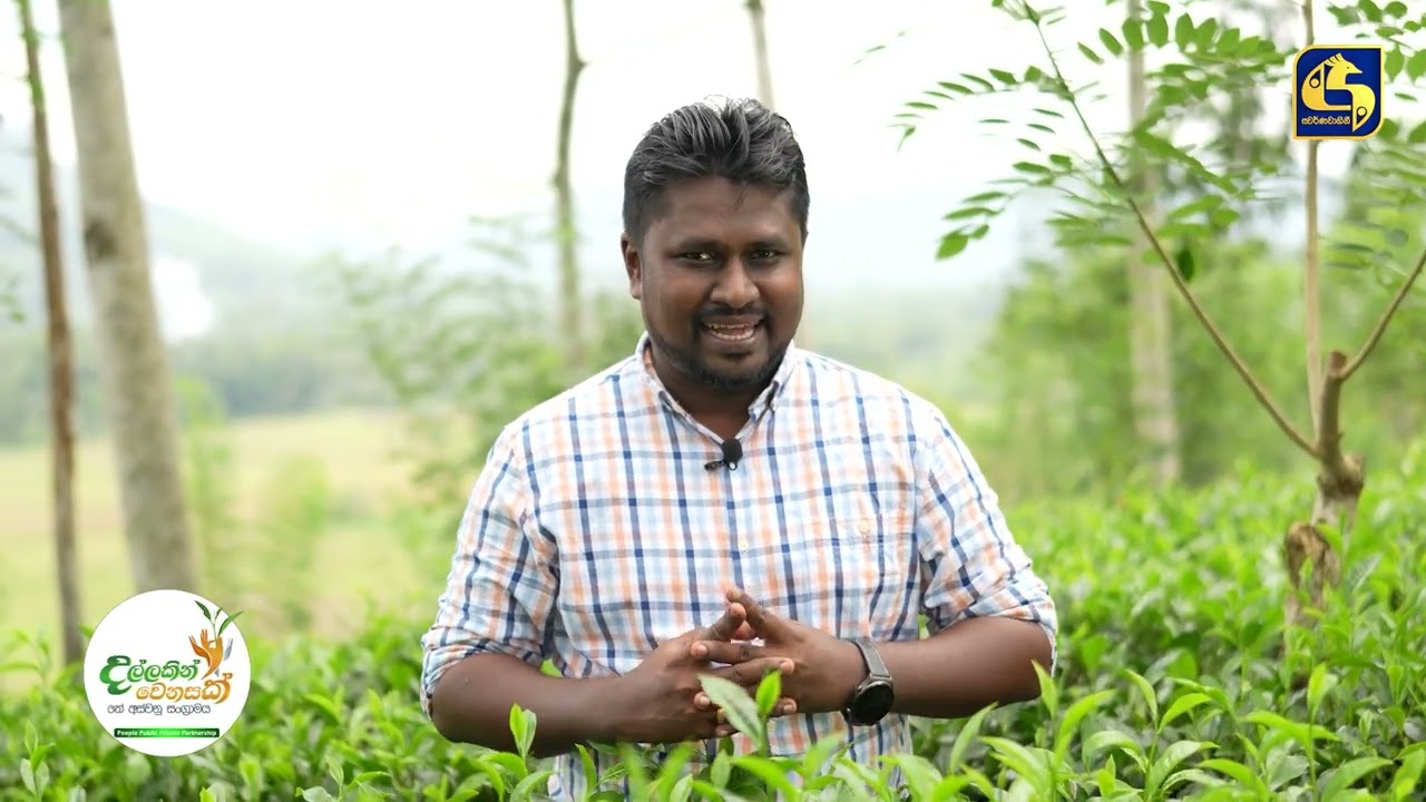 Dallakin Wenasak | දල්ලකින් වෙනසක් - තේ අස්වනු සංග්‍රාමය | Episode 11