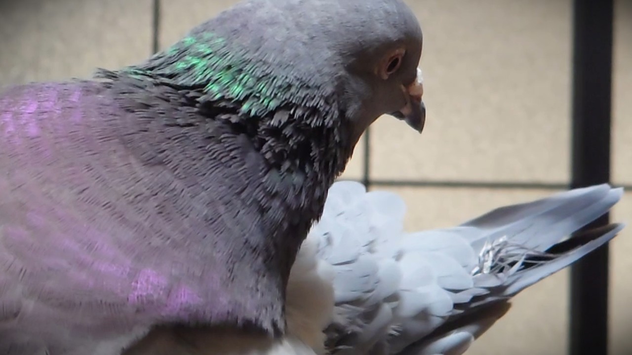 ハト　困ったことが起きた、羽が…