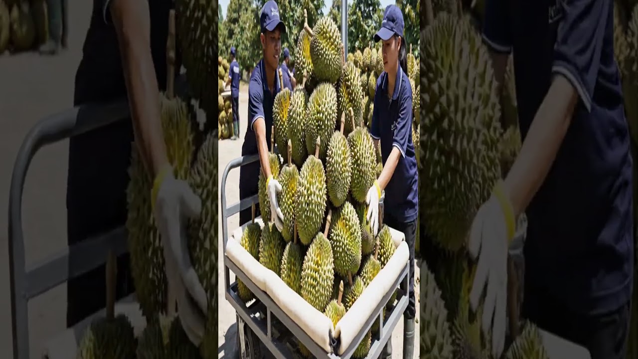Inside the Durian Farm: Growing Premium Monthong Durian & Flash-Frozen Golden Flesh Process