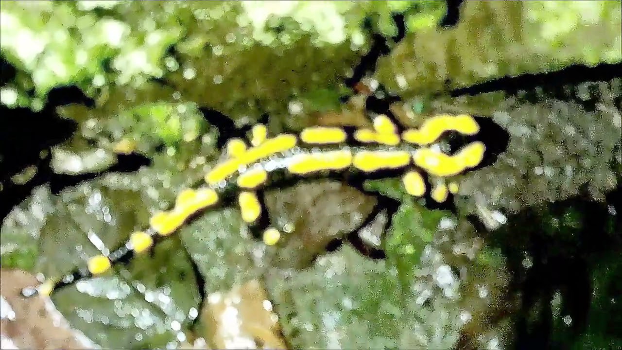 Naturbeobachtung  Junger Gebänderter Feuersalamander(Salamandra salamandra ssp. terrestris(L. 1758))
