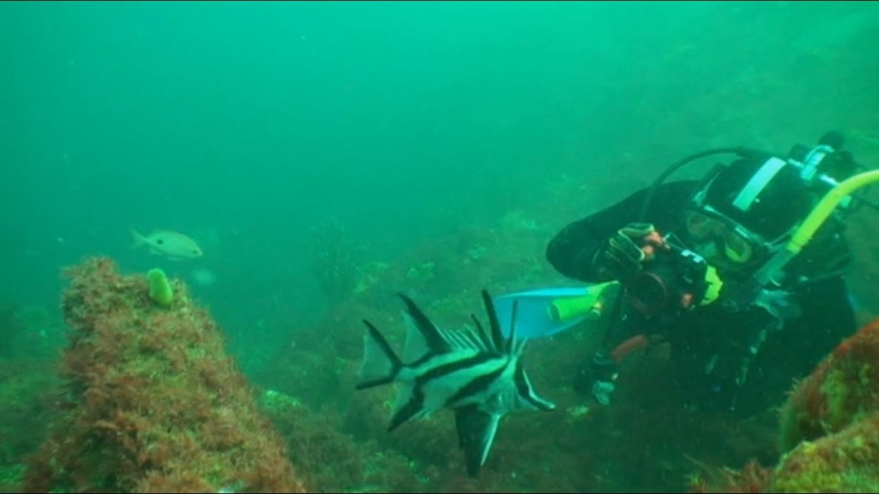 Beware Reef is the 'Great Barrier Reef' of Victoria