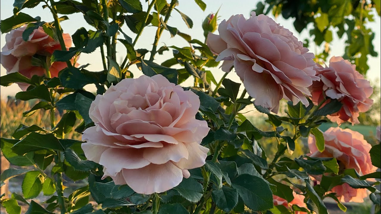 Прекрасная флорибунда кофейного цвета. Роза Mokarosa🌹
