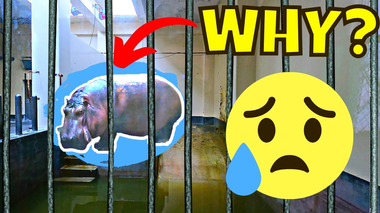 Japan's zoos SUCK.