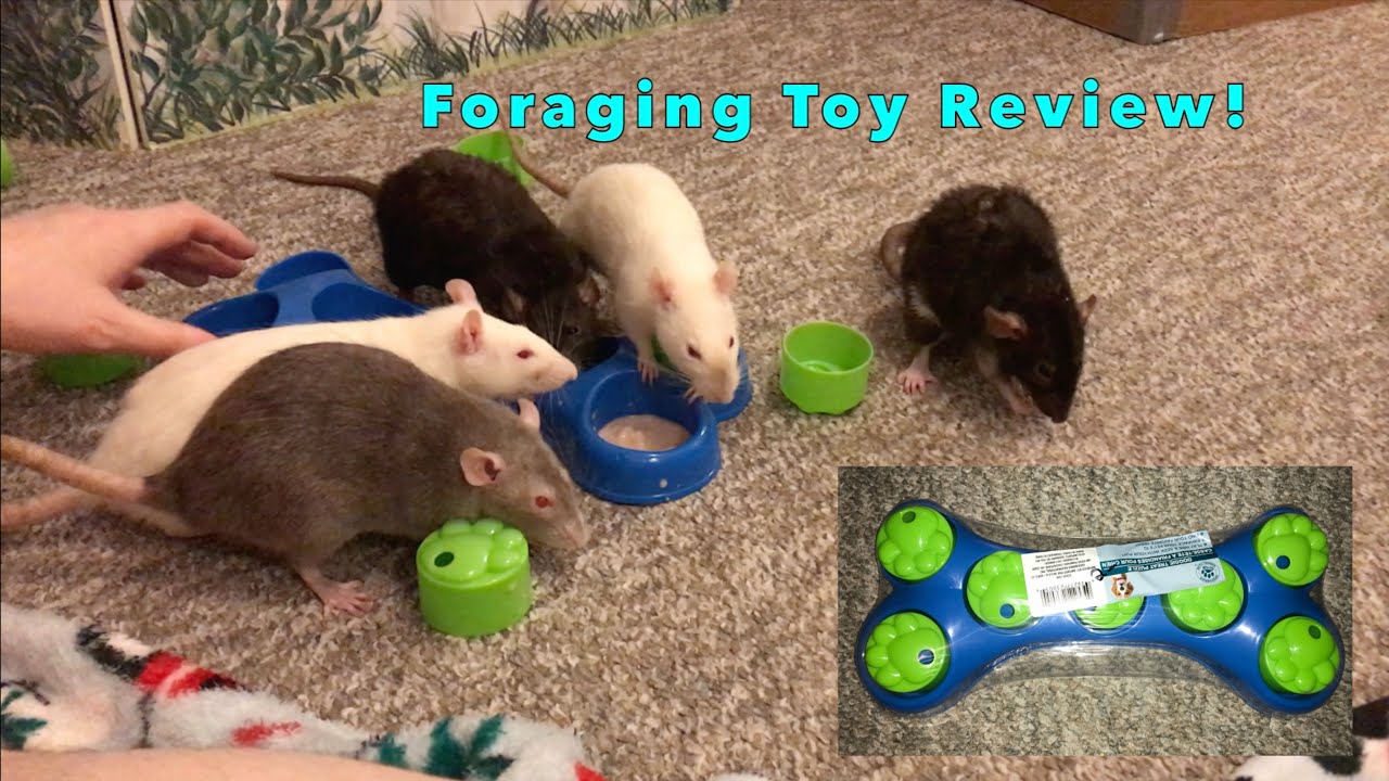 Foraging Friday #49 (GREENBRIER Doggie Treat Puzzle)