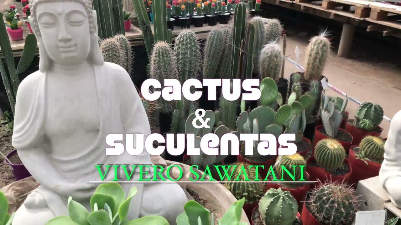 Cactus y Suculentas 4k Vivero Sawatani, Escobar, Buenos Aires