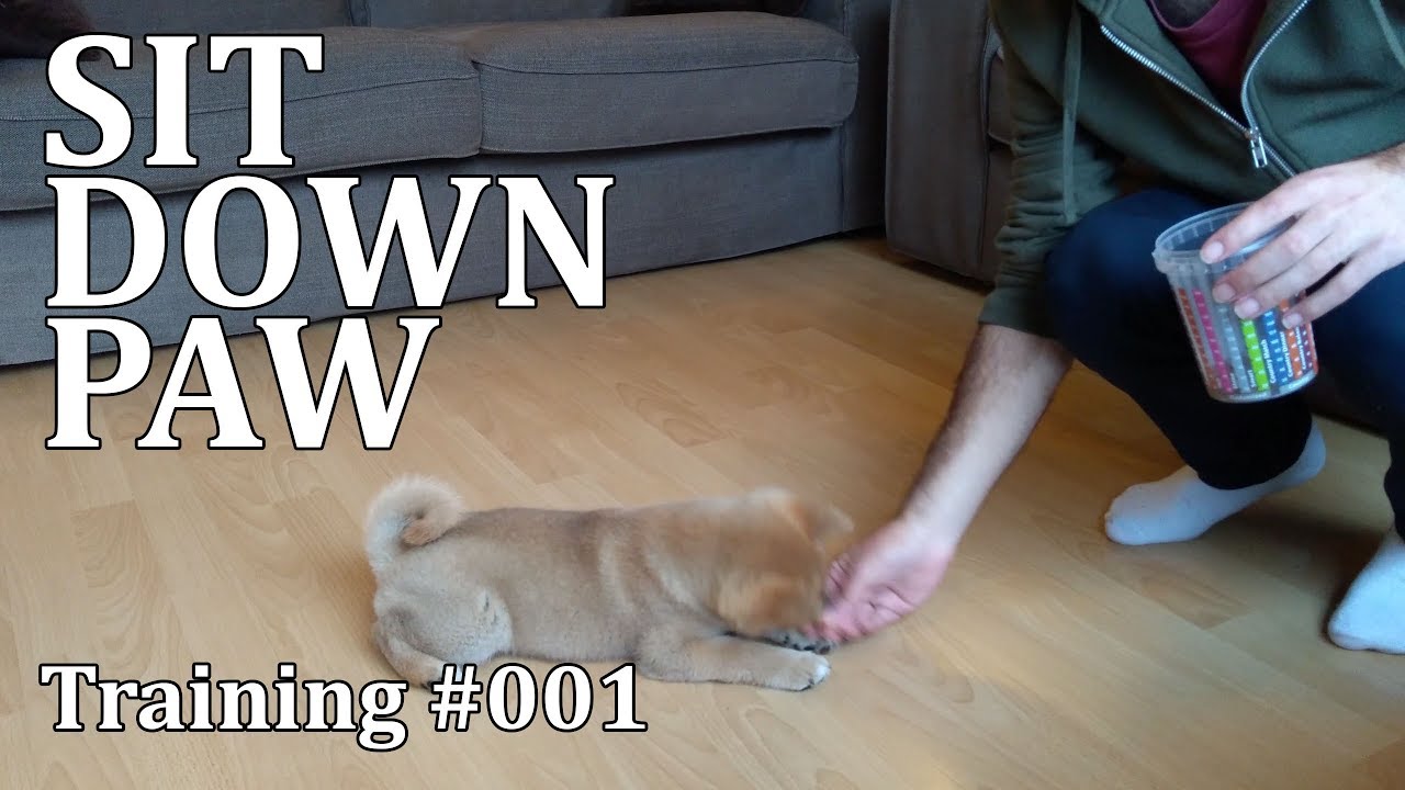 Sit, Down and Lay with Shiba Inu Puppy Training #001