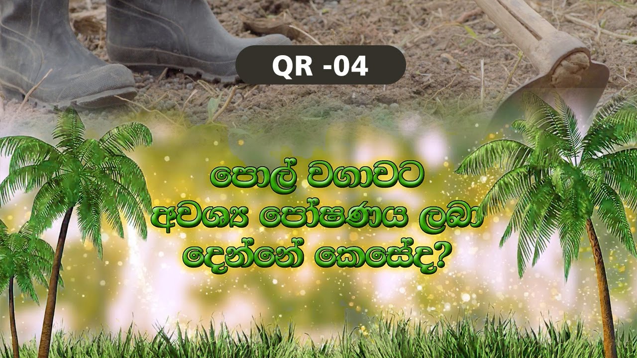 QR 04 - පොල් වගාවට අවශ්‍ය පෝෂණය ලබා දෙන්නේ කෙසේද