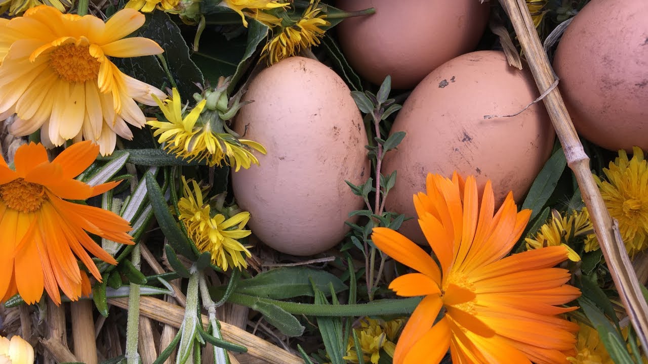 How to use herbs in your chickens nesting box