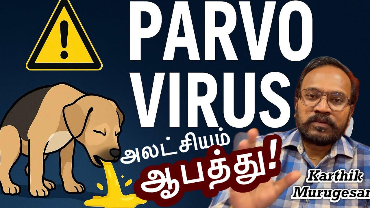 Parvo Virus! 2025 உங்கள் நாயை எப்படி காப்பாற்றலாம்?