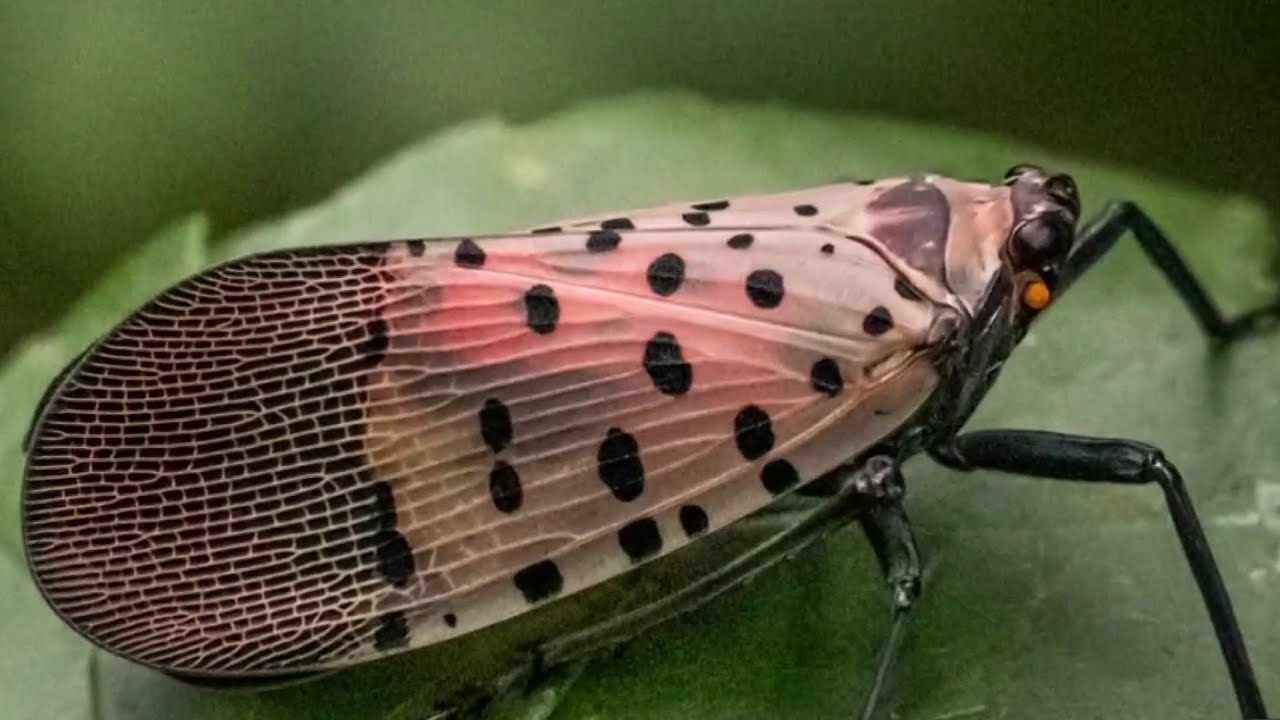 What has Southwest Virginia’s recent cold spell meant for insects like spotted lanternflies?