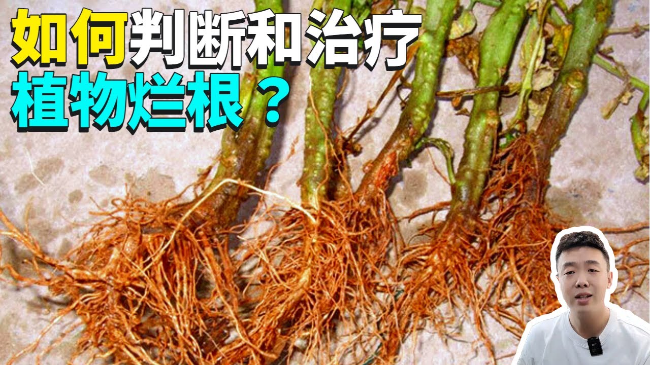 植物爛根的表現和征兆，教你1招急救方法，養三年都不會再爛根&nbsp;|梔子花|禪藝綠植工作室