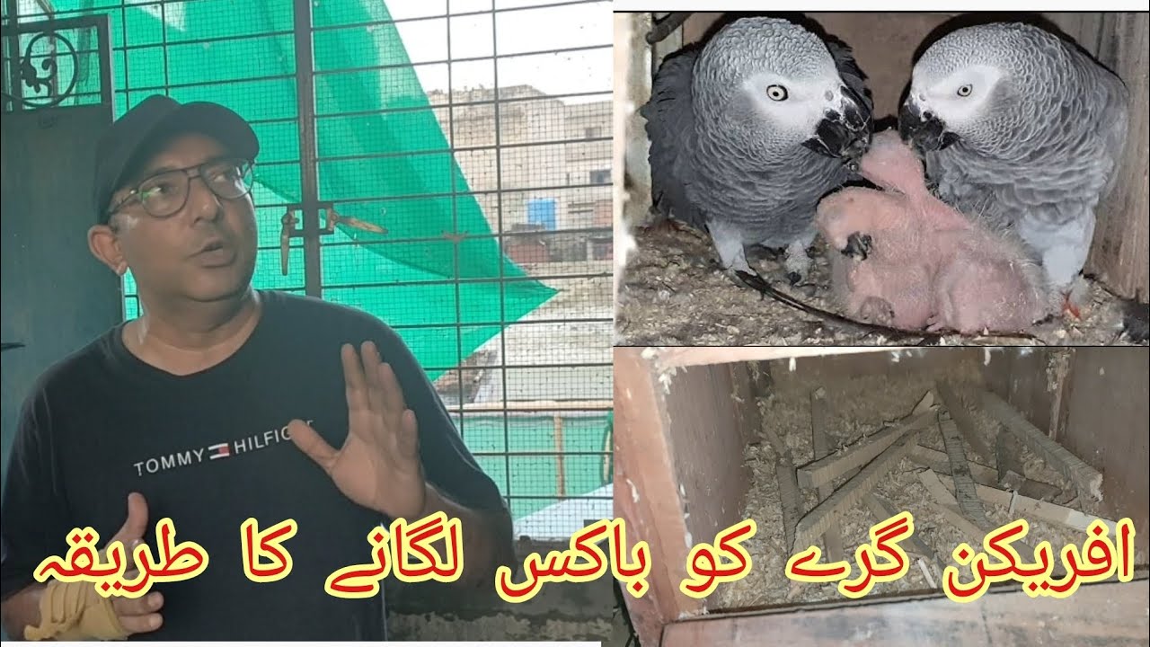 African Grey Parrots ka Breeding Box Laganay ka Sahi Tareeqa||Big Birds Lovers
