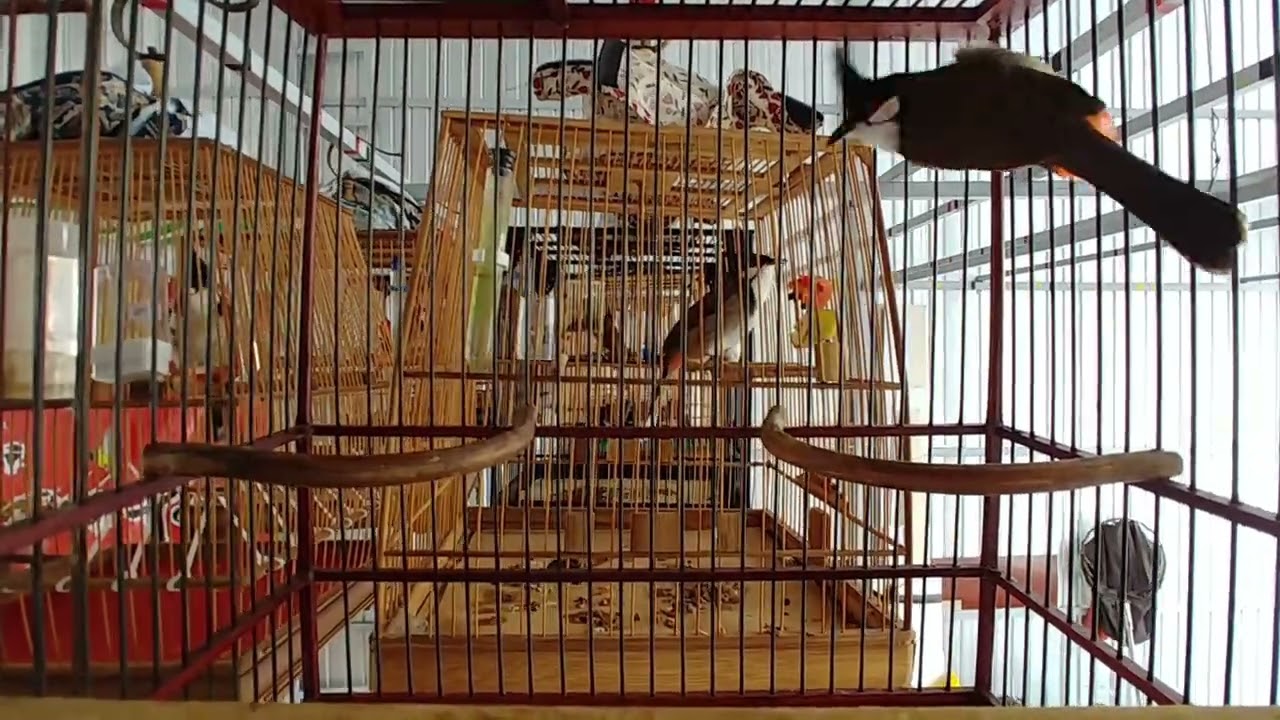 Chào mào luyện giọng hót đấu cực căng