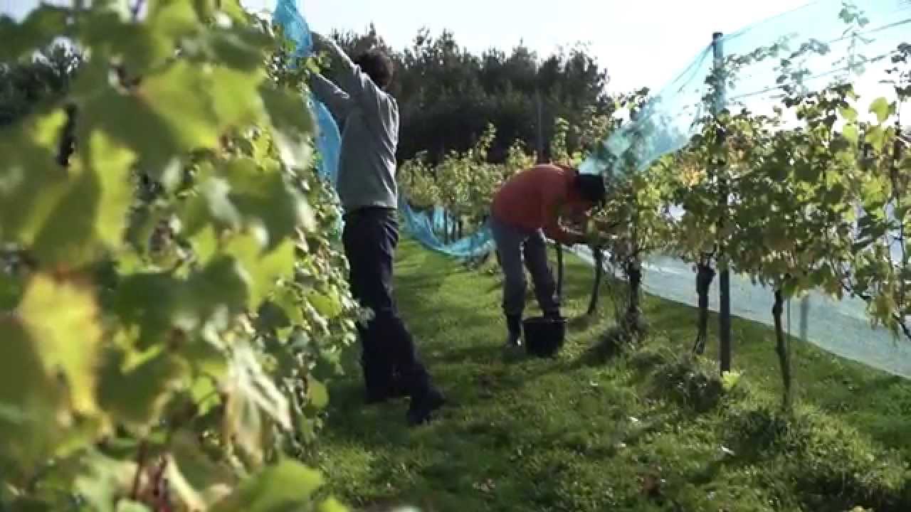 Hvordan laver I vin?