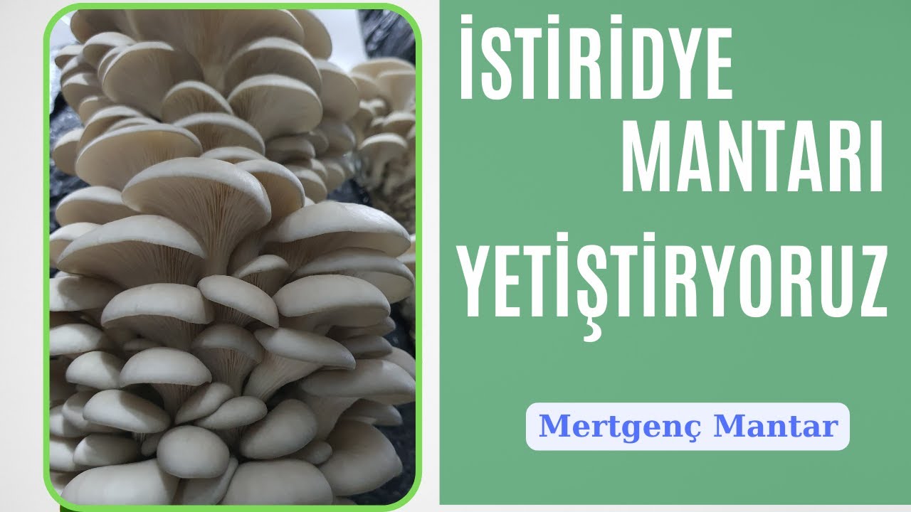 İstiridye Mantarı  / İstiridye Mantarı Nasıl Yetiştirilir...