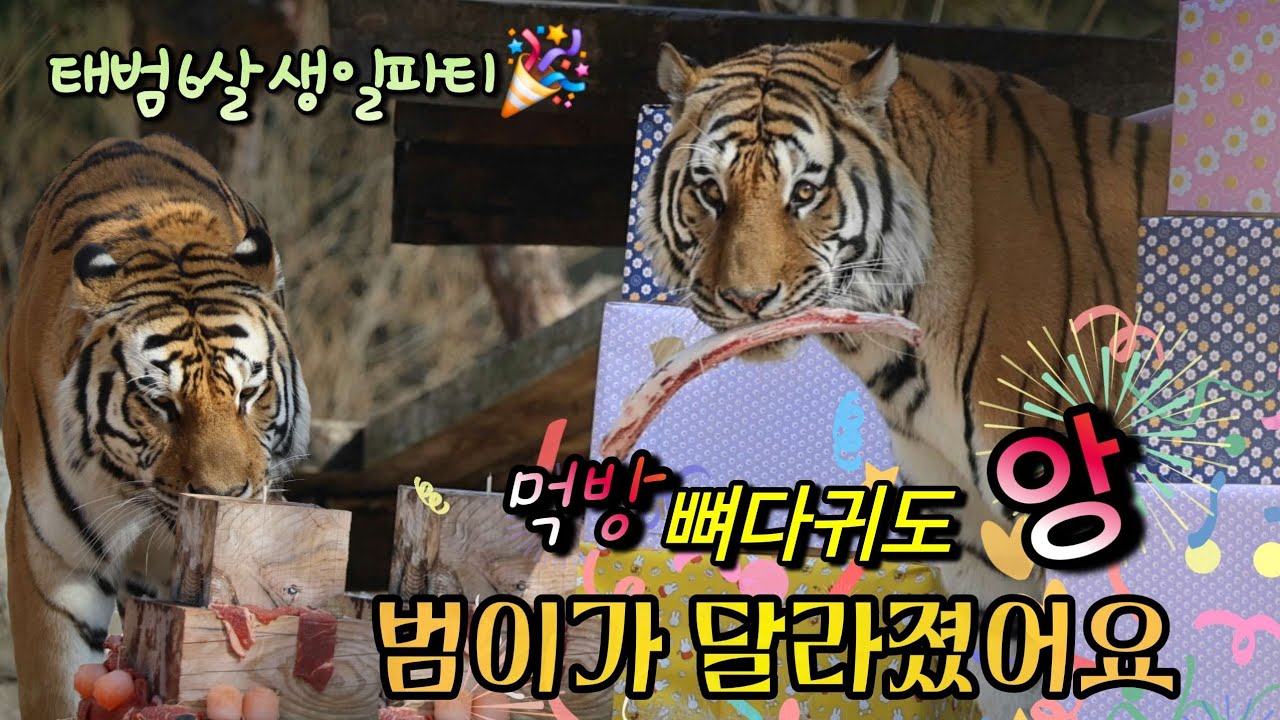 [2026,2,21] 오후반 슈스 태범이의 생일파티🎂 ( 우리범이가 달라졌어요 ) 태범이의 먹방 뼈홀릭🎉