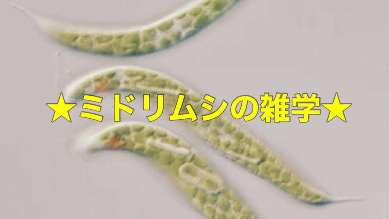 【雑学】ミドリムシ