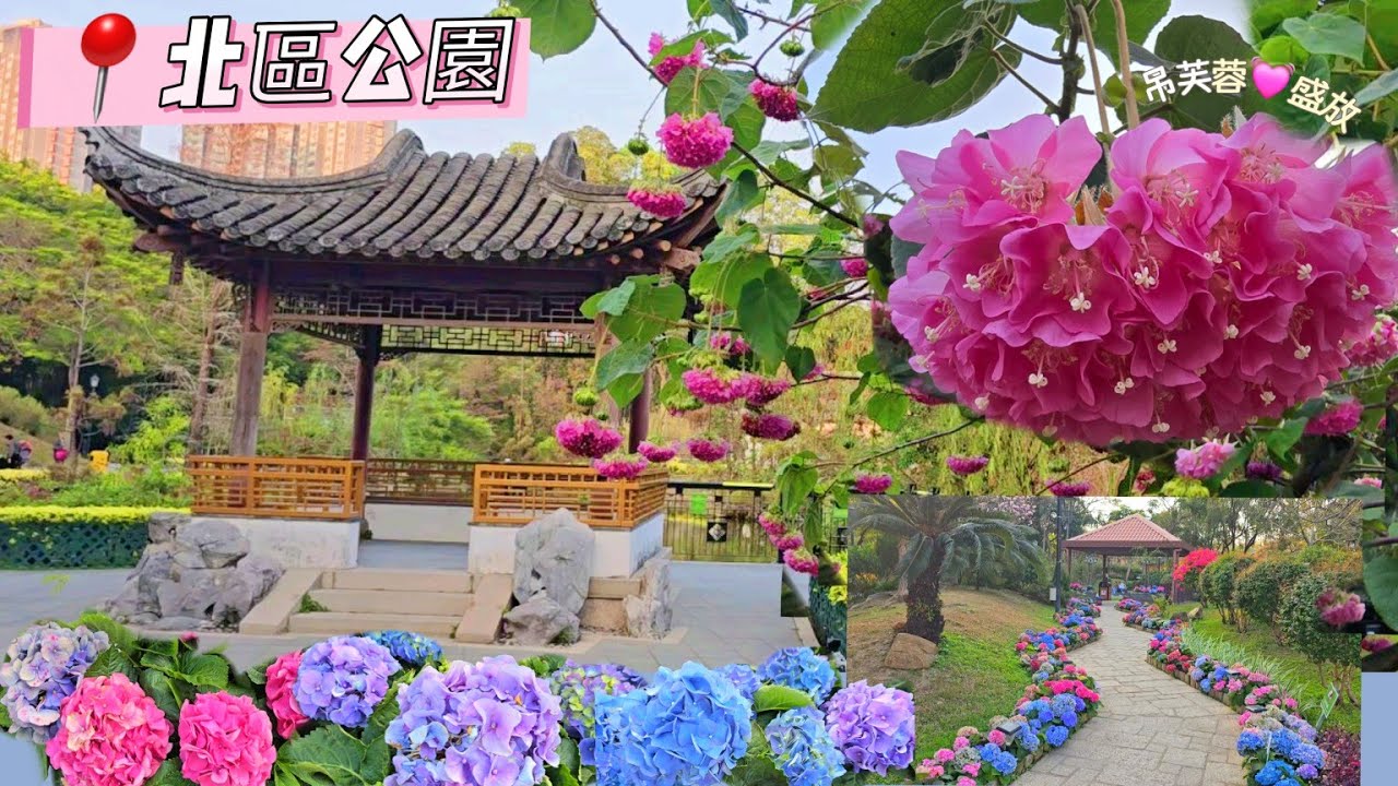 北區公園|吊芙蓉|繡球花|玉蘭花|玫瑰花