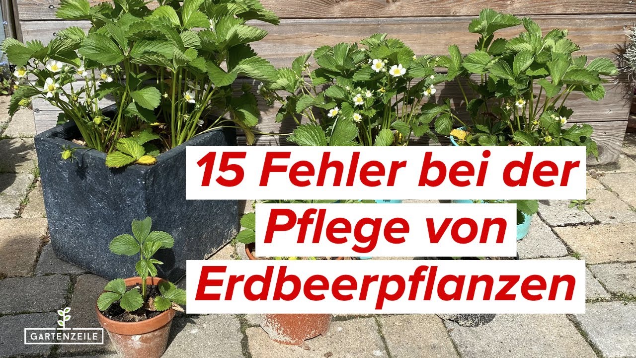 15 Fehler beim Anbau von Erdbeeren die du unbedingt vermeiden solltest!