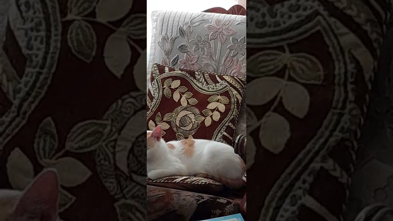 # LOOK MY CAT IT IS RESTING #PLEASE LIKE 