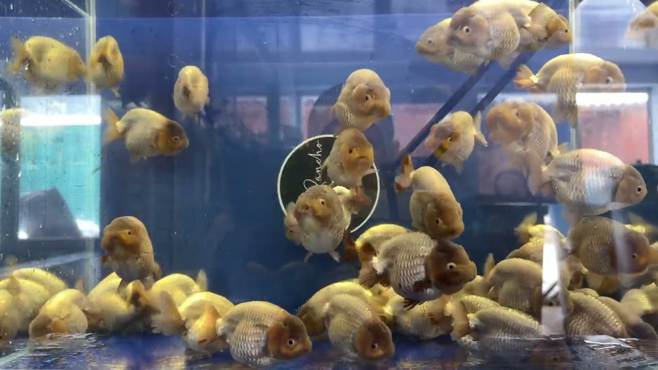 Ранчу лиловый. 9-10см