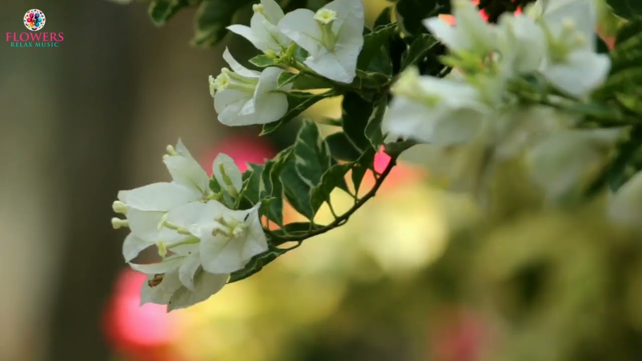 Flower Serenity: Relaxing Music with Blooming Visuals #FlowerMusic #Relaxation